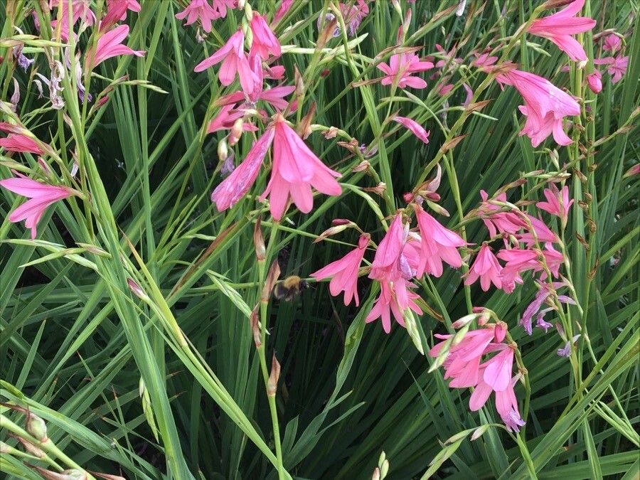 Watsonia borbonica flower