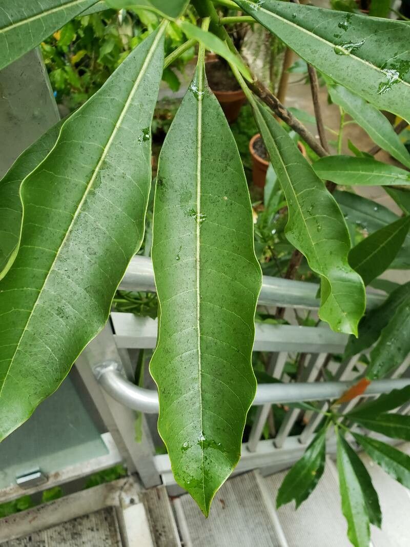 Cerbera manghas — houseplant care guide