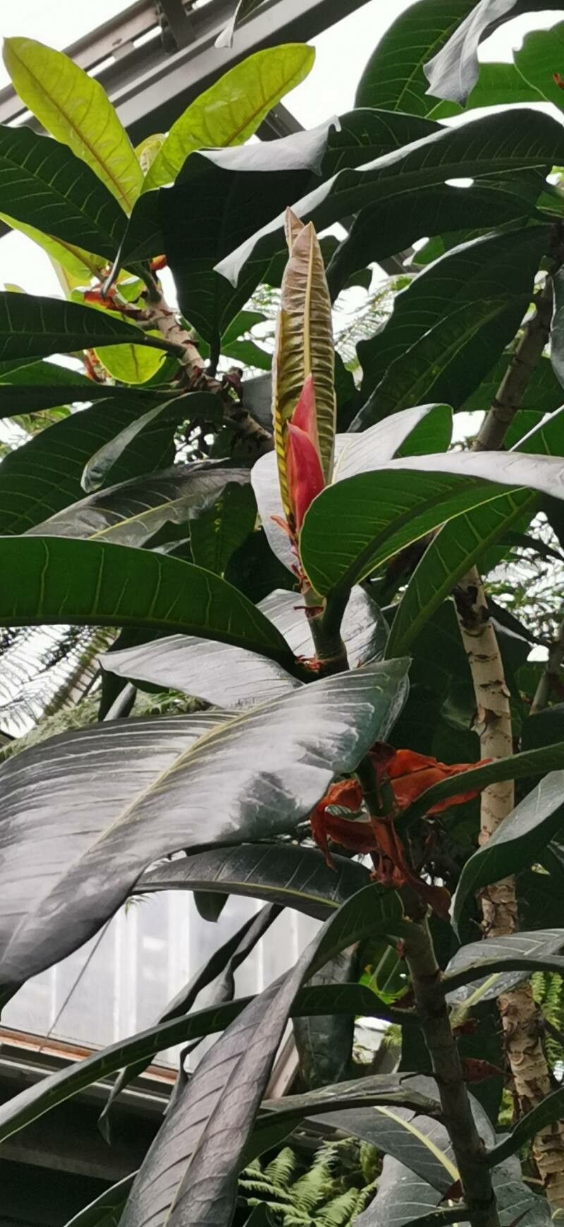 Ficus caballina leaf