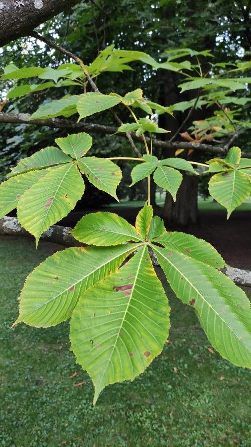 Aesculus turbinata leaf