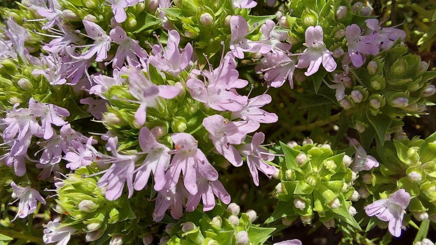 Thymus revolutus flower