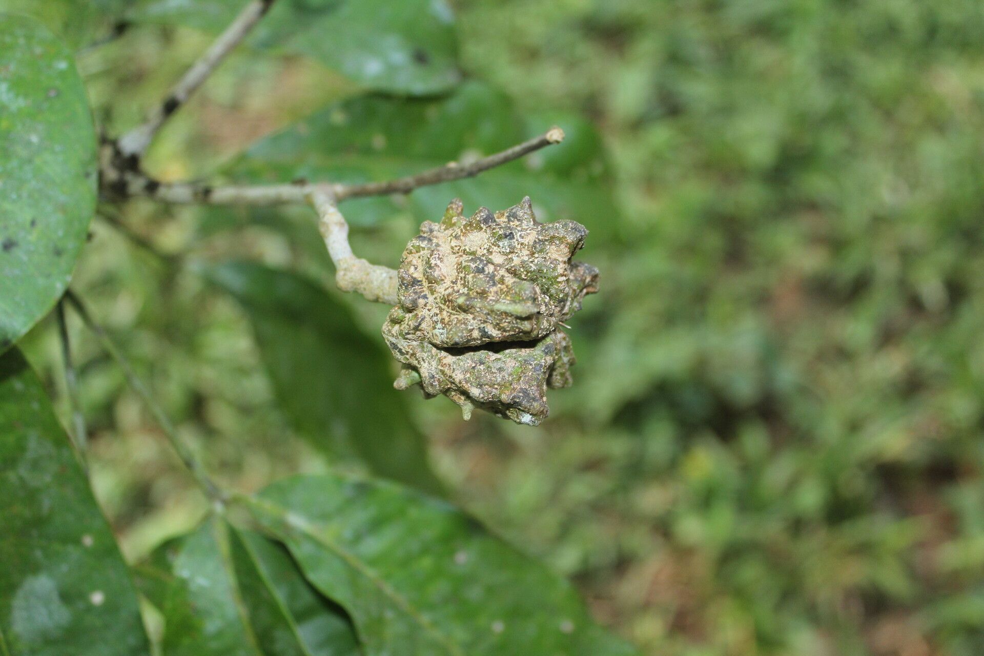 Esenbeckia pentaphylla fruit
