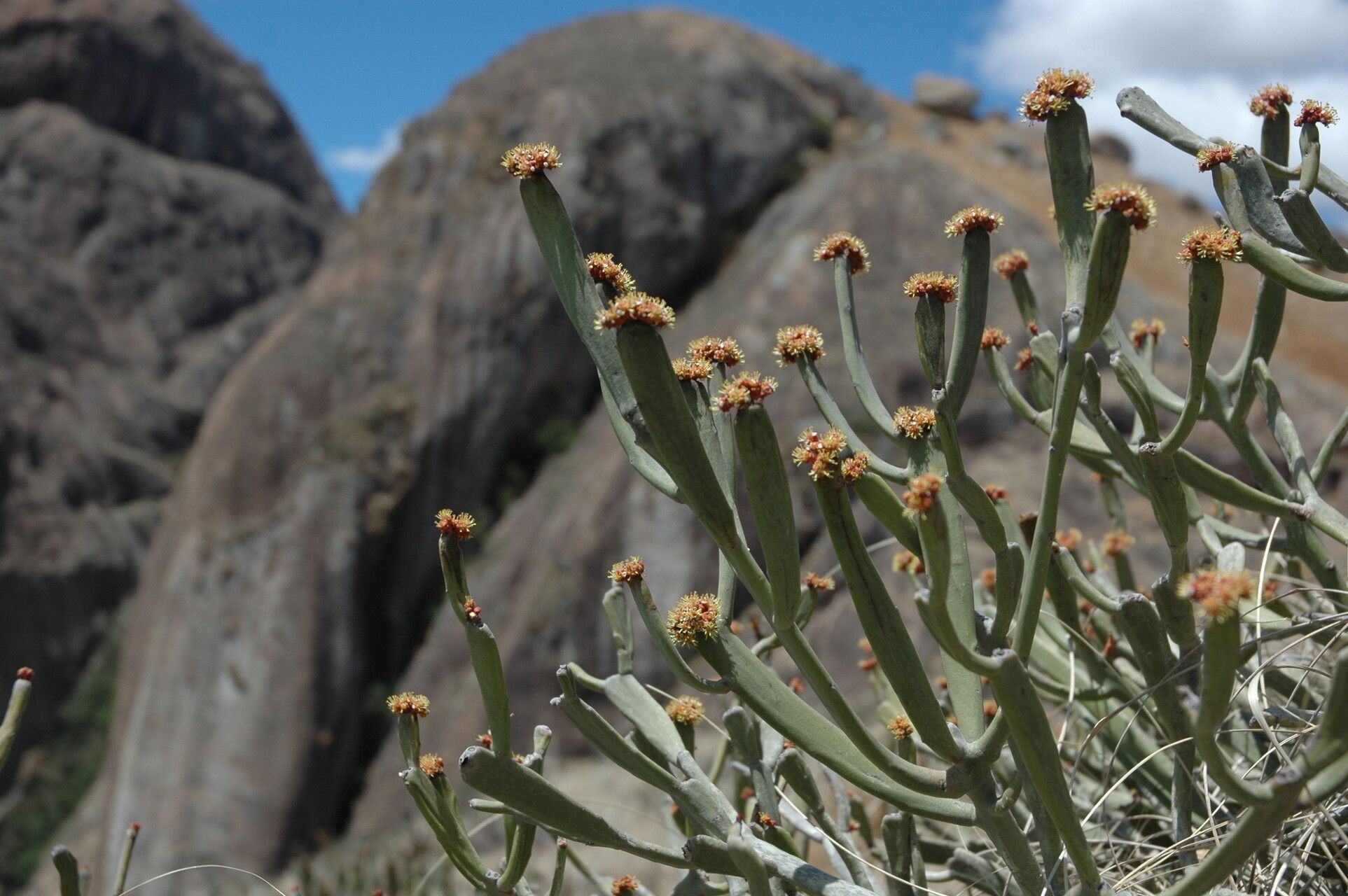 Euphorbia crassa habit
