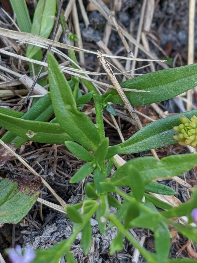 Polygala alpestris leaf