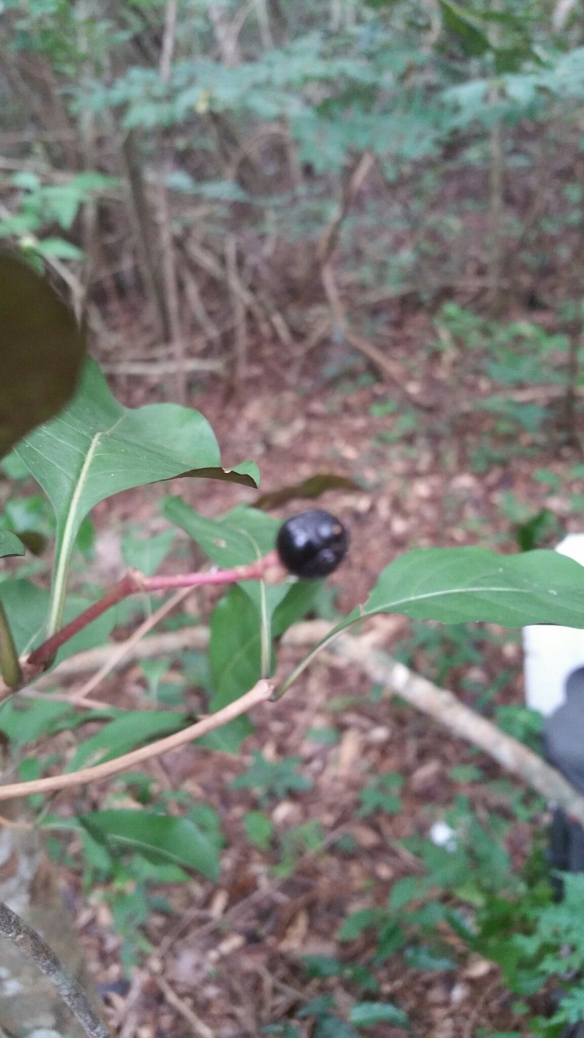 Psychotria charlotteana fruit