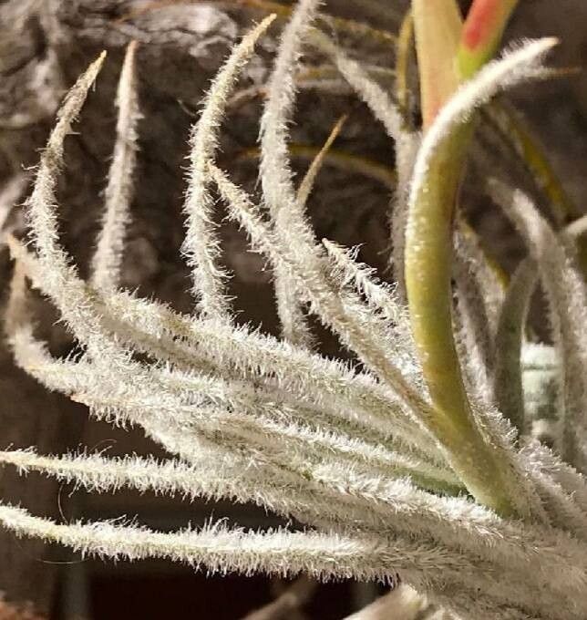 Tillandsia malyi — houseplant care guide