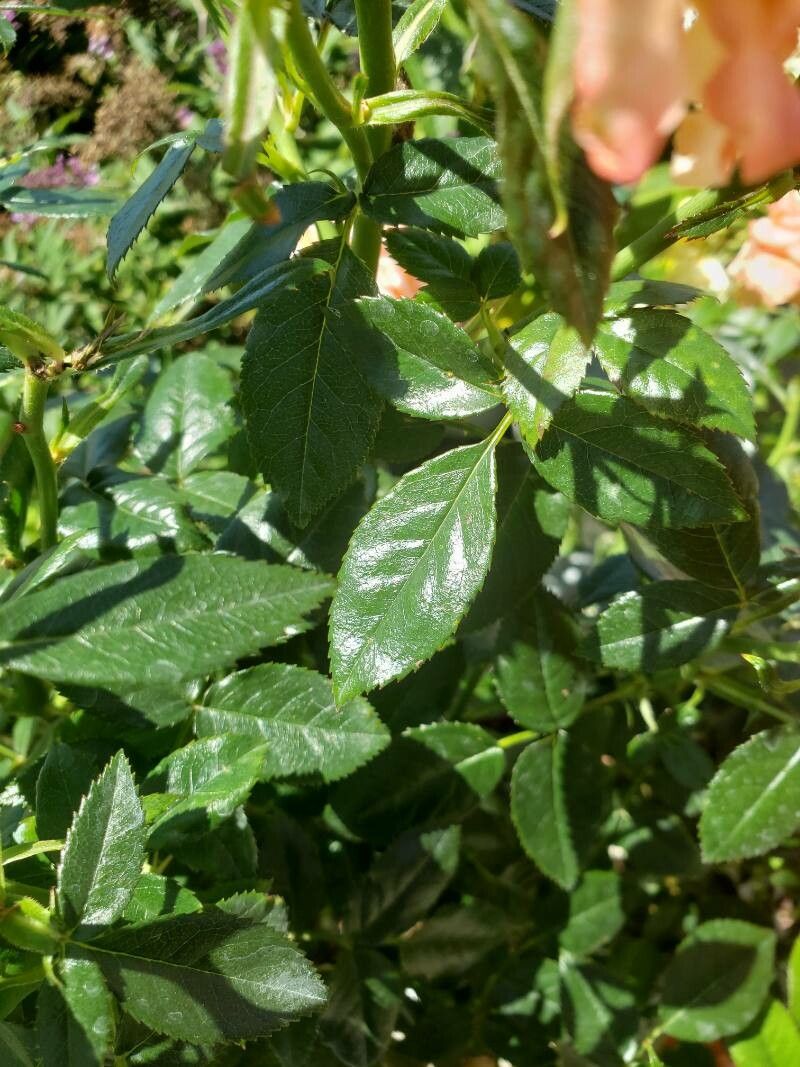 Rosa spp. — fragrant plants houseplant