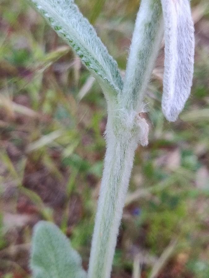 Stachys cretica bark