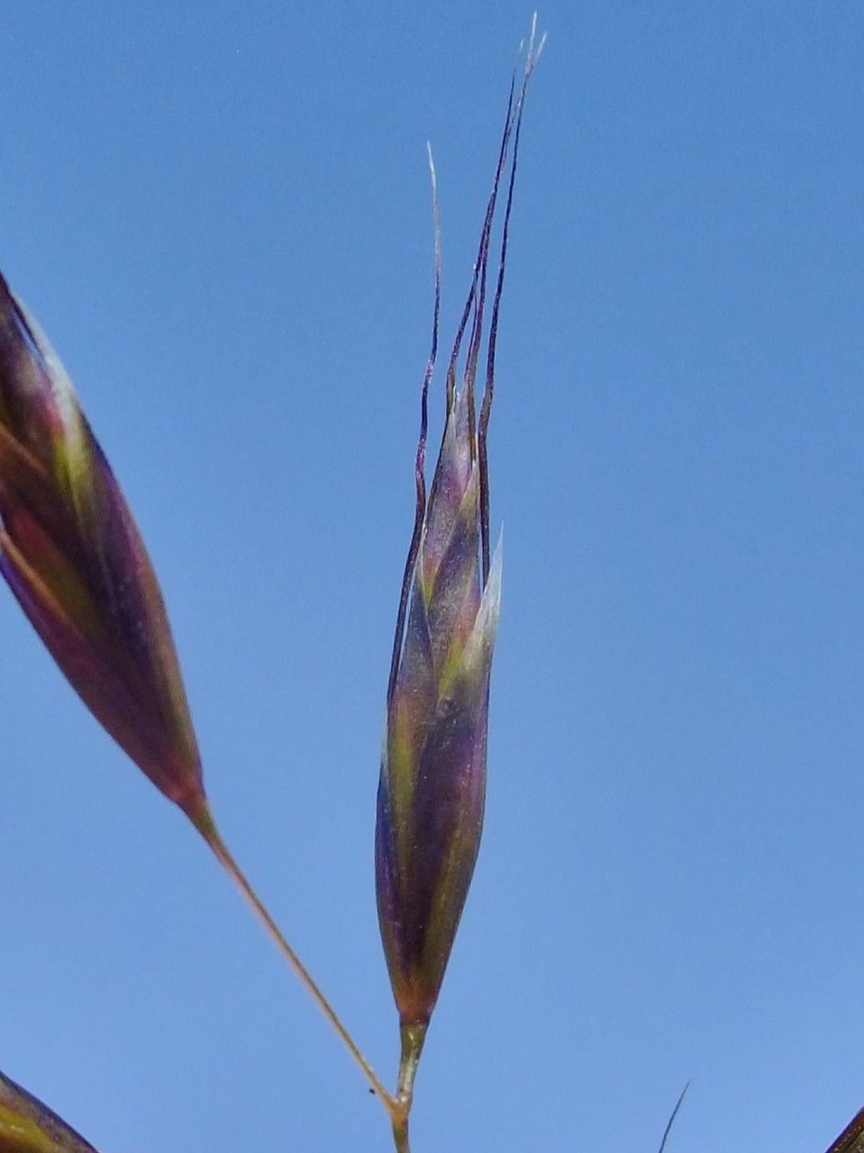 Helictochloa versicolor flower