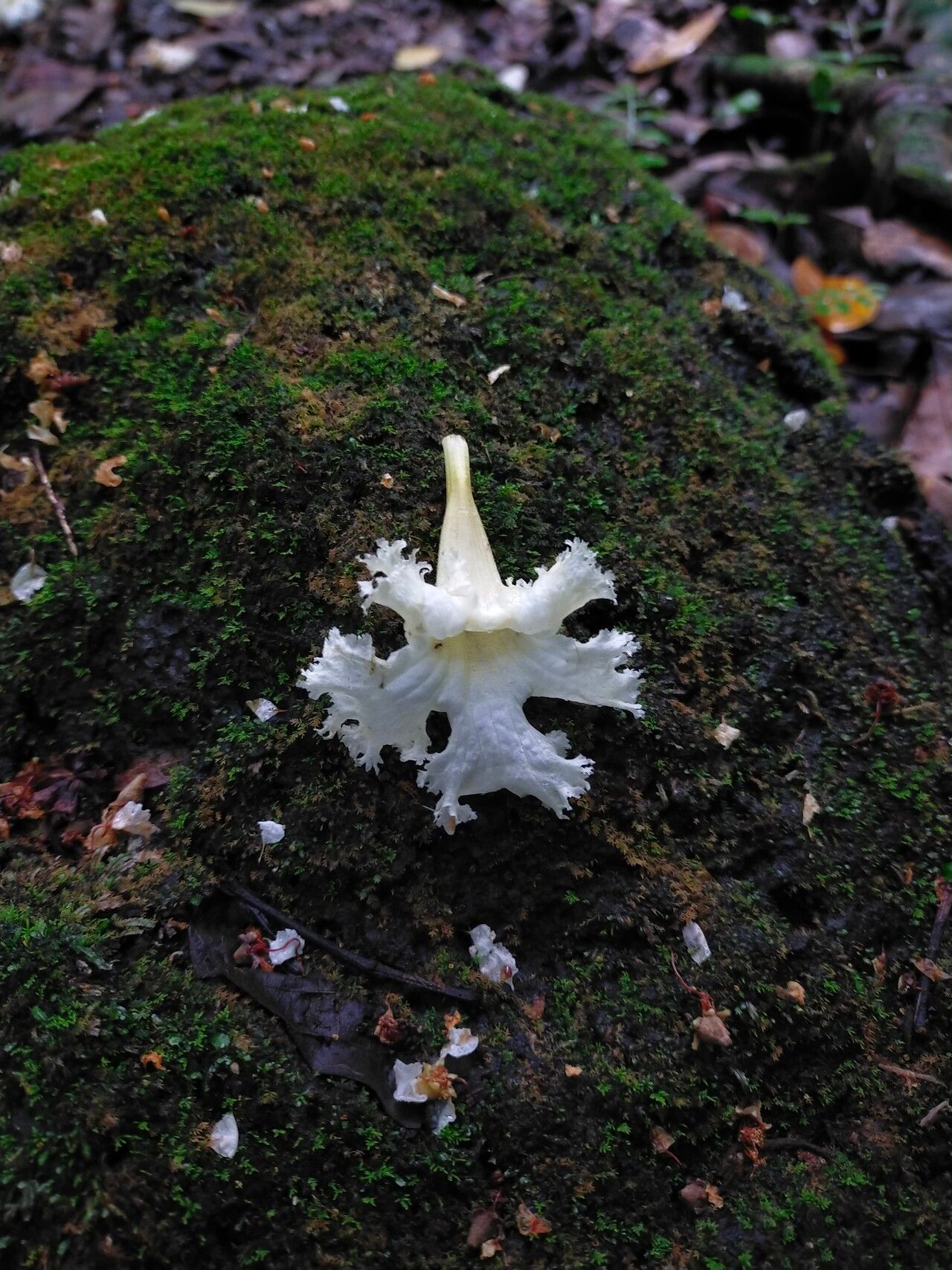 Stereospermum colais flower