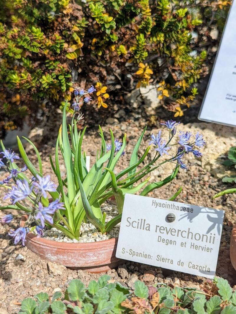 Hyacinthoides reverchonii habit