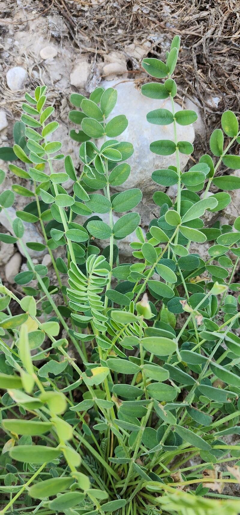 Onobrychis lunata — search result for 'Onobrychis'