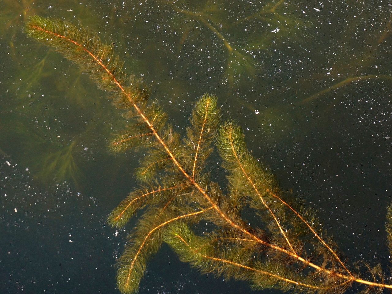 Myriophyllum alterniflorum habit