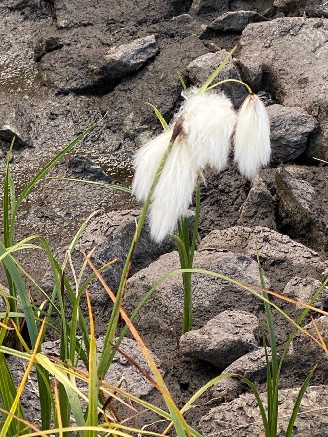 Eriophorum angustifolium flower