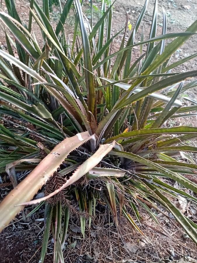 Dyckia fosteriana — houseplant care guide