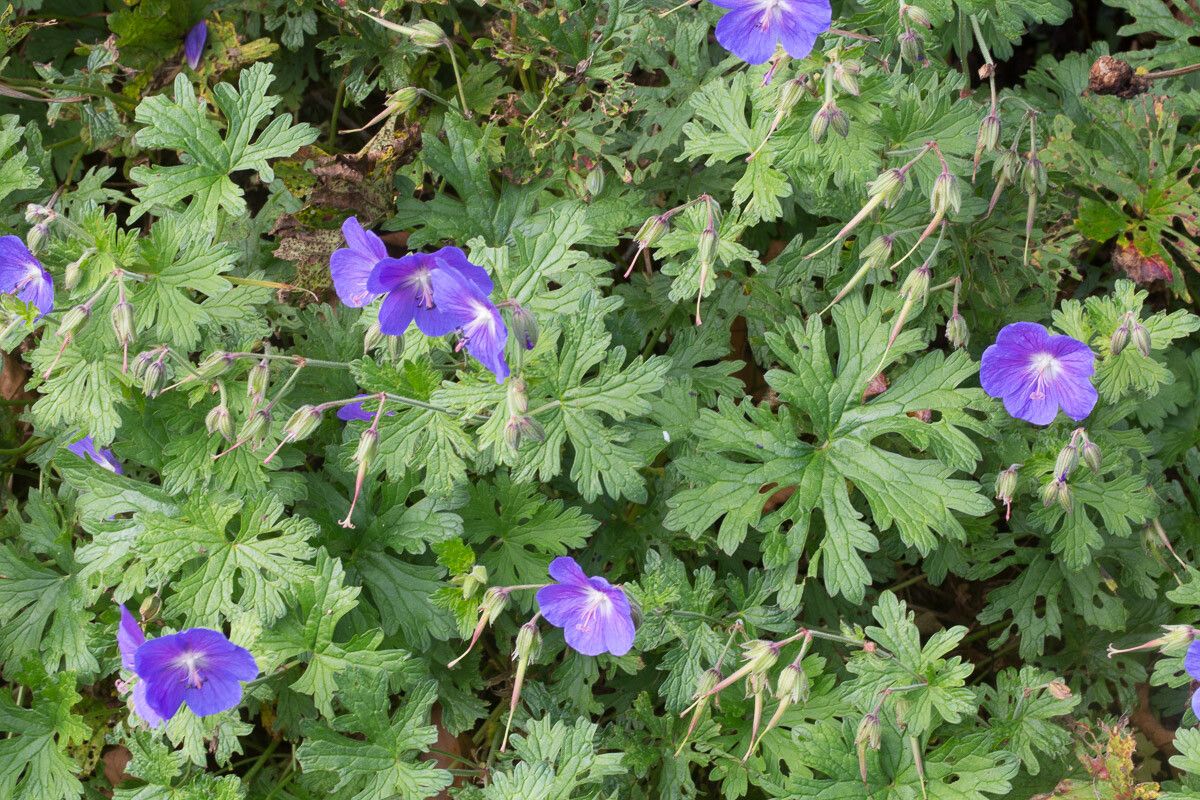 Geranium himalayense flower