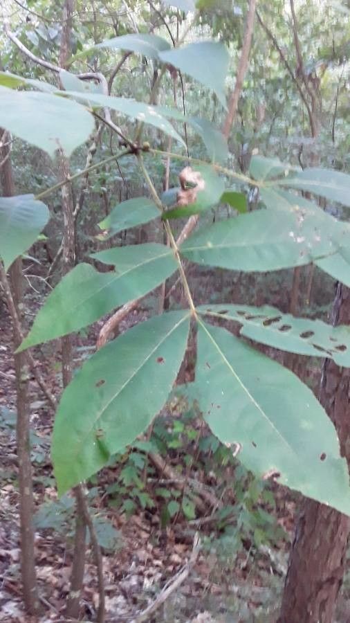 Carya laciniosa leaf
