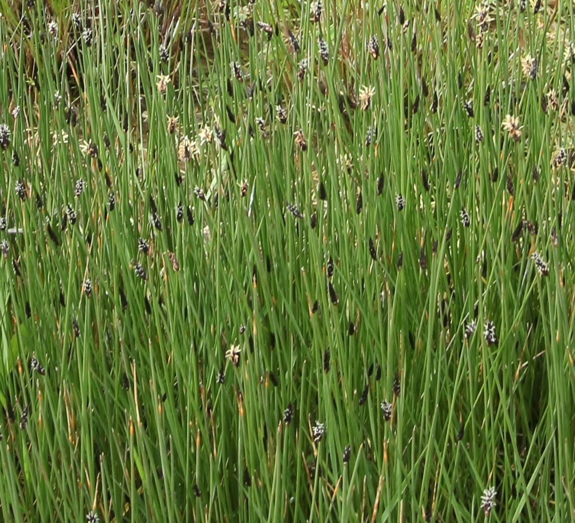 Eleocharis uniglumis flower