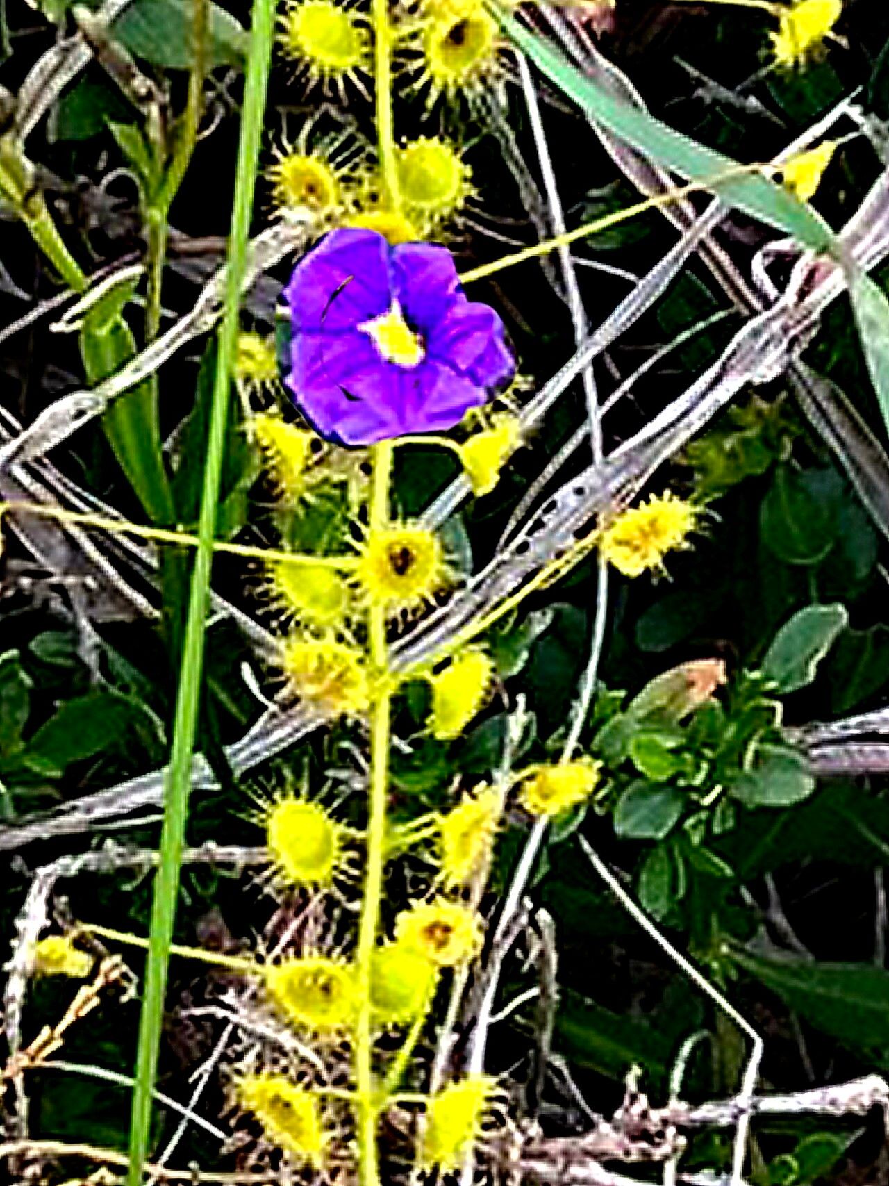 Drosera indumenta — search result for 'Drosera'
