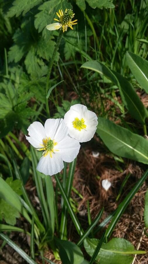 Ranunculus kuepferi fruit