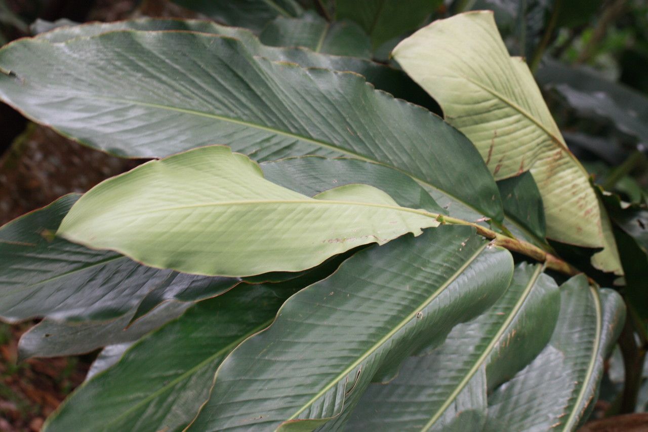 Renealmia alpinia leaf