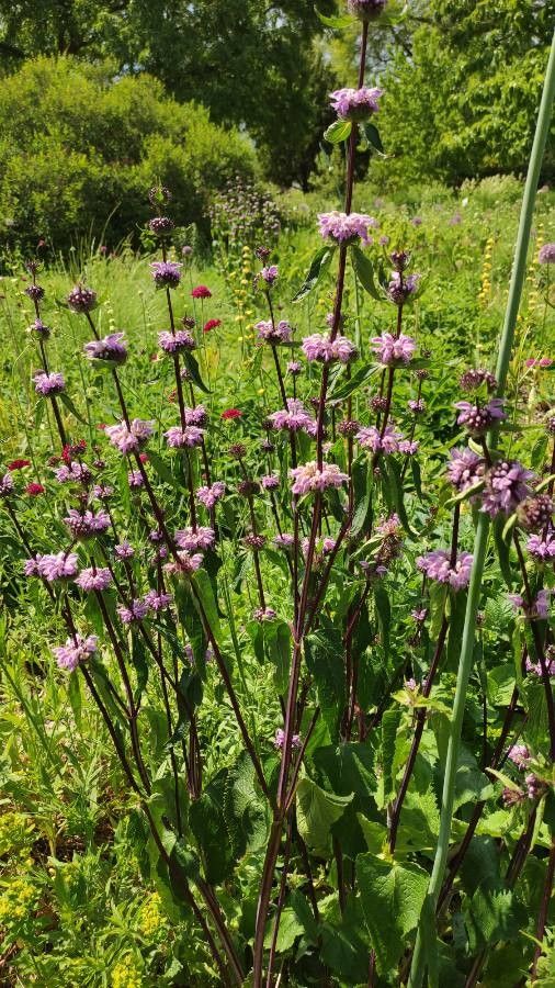 Phlomoides maximowiczii habit