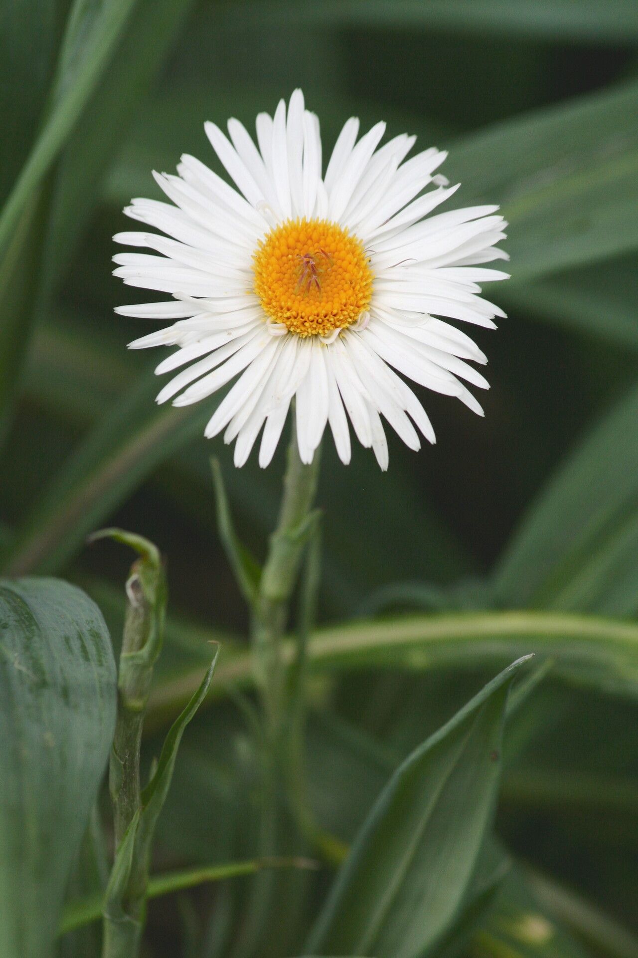 Celmisia mackaui — houseplant care guide