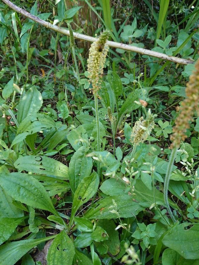 Plantago tomentosa flower
