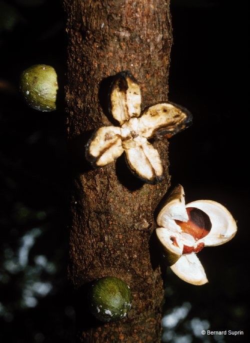 Dysoxylum kouiriense — houseplant care guide