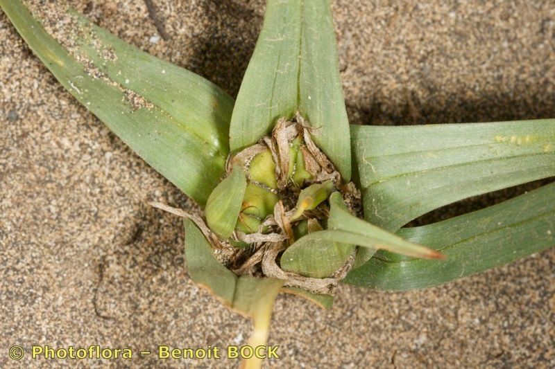 Androcymbium psammophilum bark