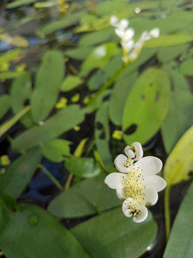 Aponogeton distachyos leaf