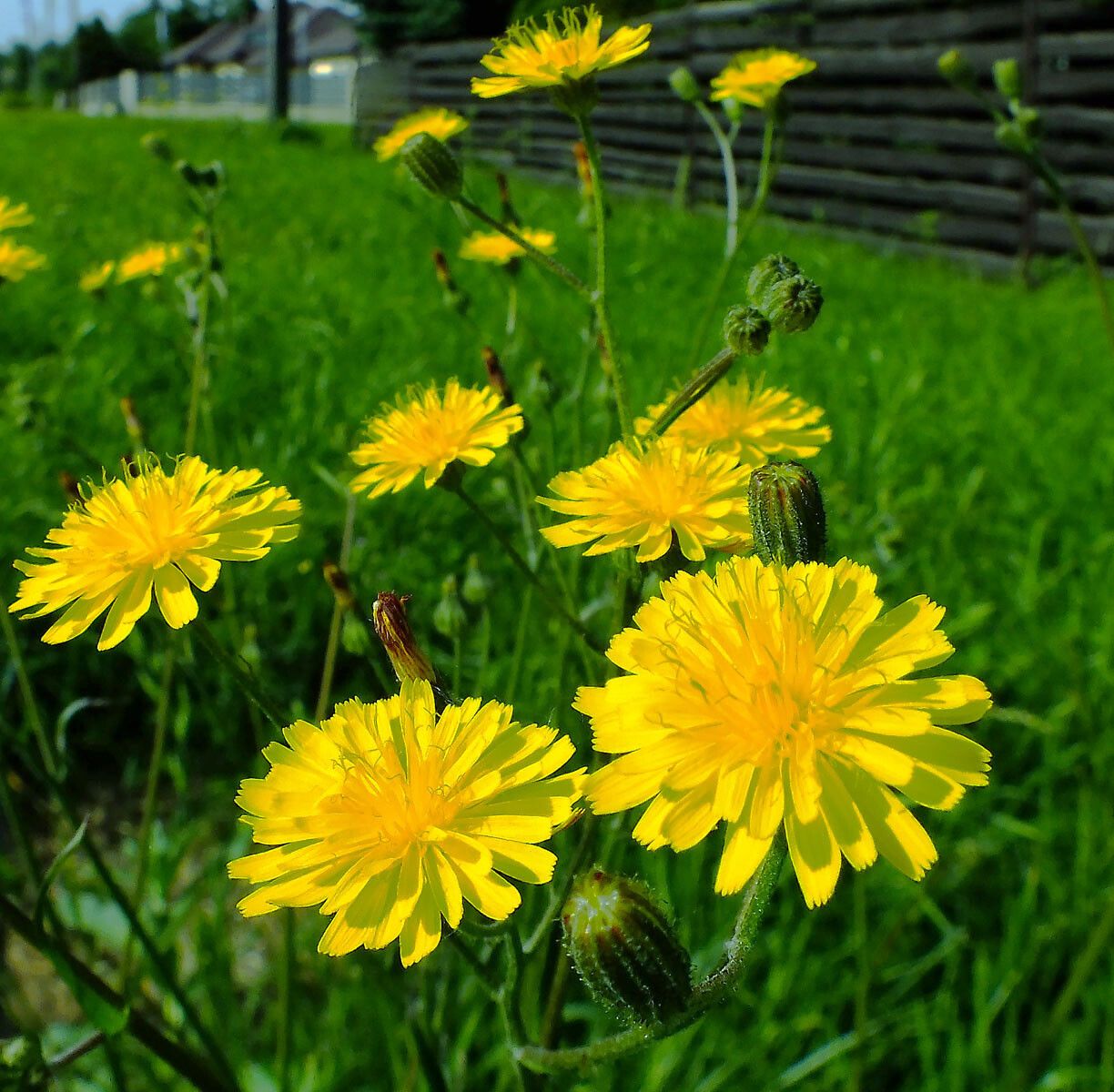 Pilosella caespitosa flower