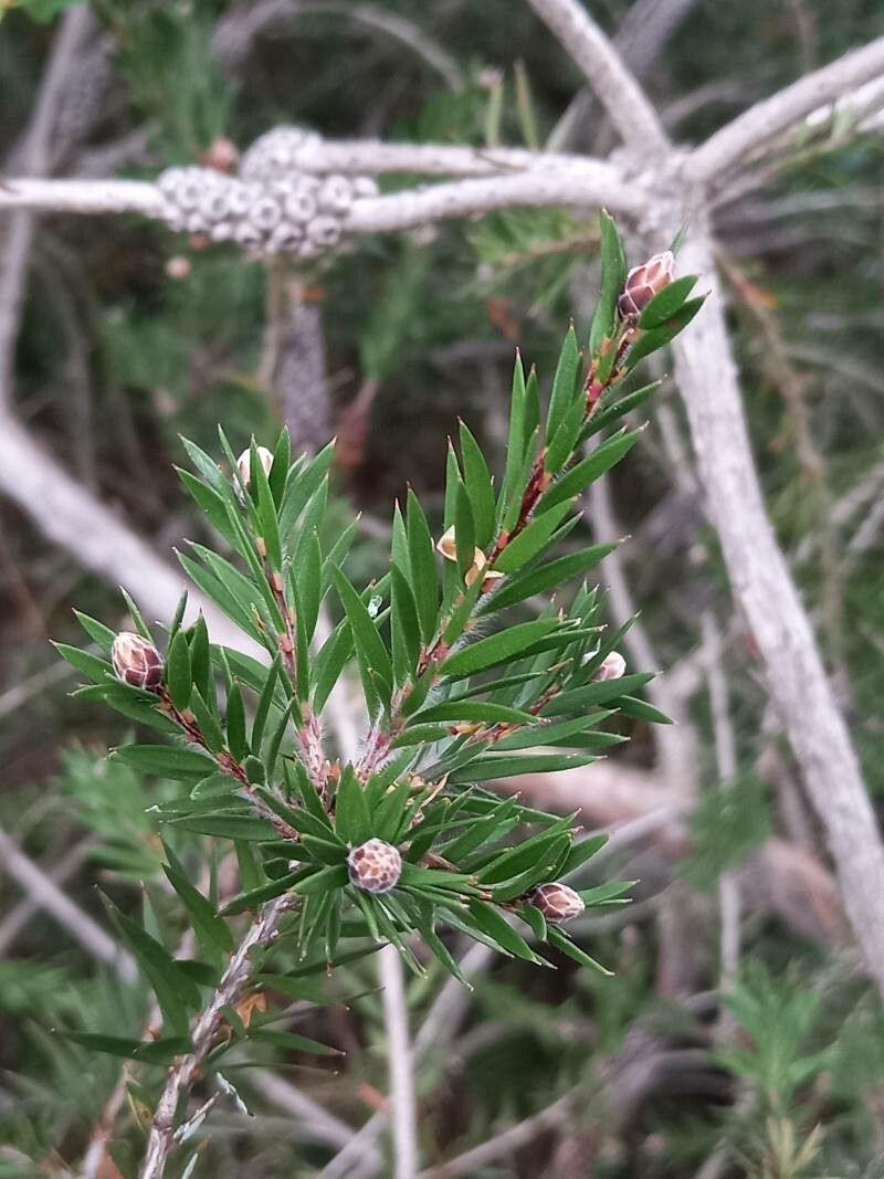 Callistemon viridiflorus — houseplant care guide