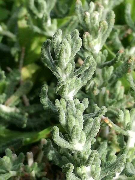 Teucrium charidemi — search result for 'Teucrium'