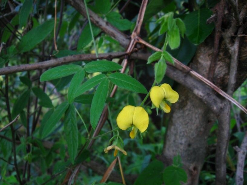 Crotalaria quartiniana — houseplant care guide