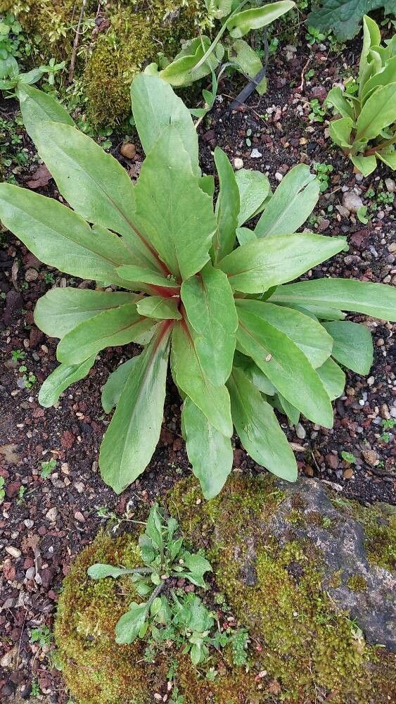 Primula clevelandii — search result for 'Primula'