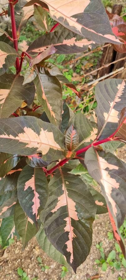 Graptophyllum pictum fruit