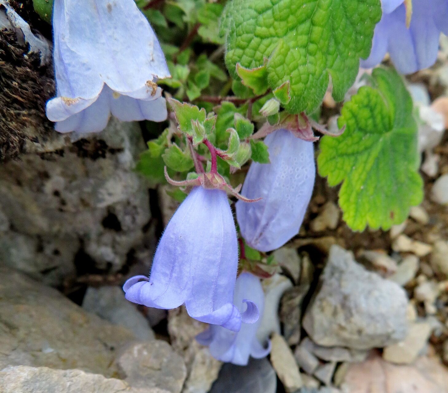 Campanula armena — houseplant care guide