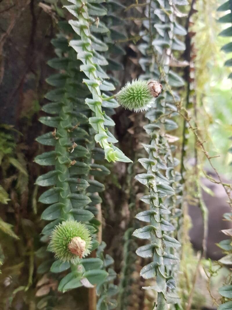 Dichaea poicillantha fruit