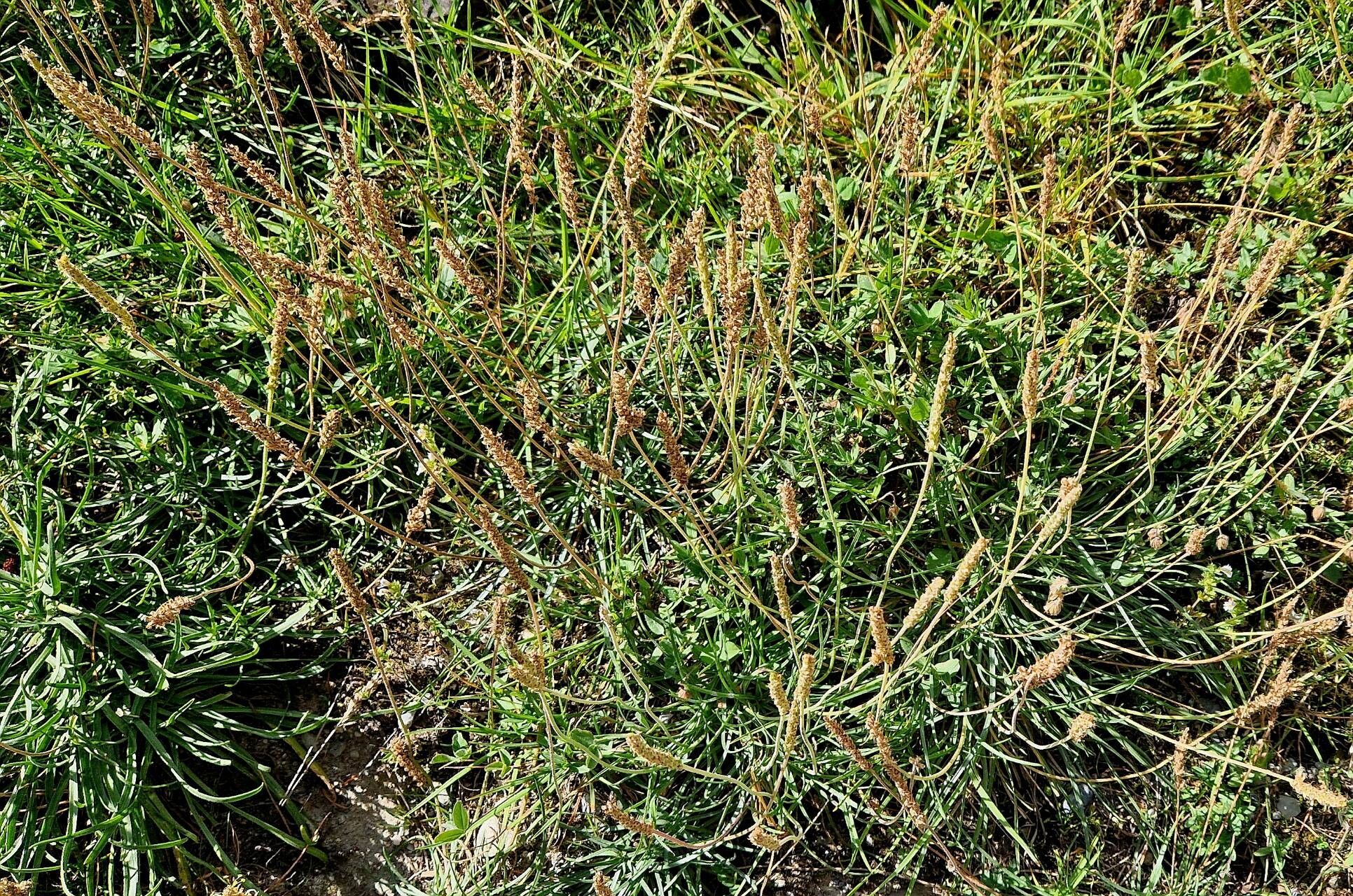 Plantago strictissima habit