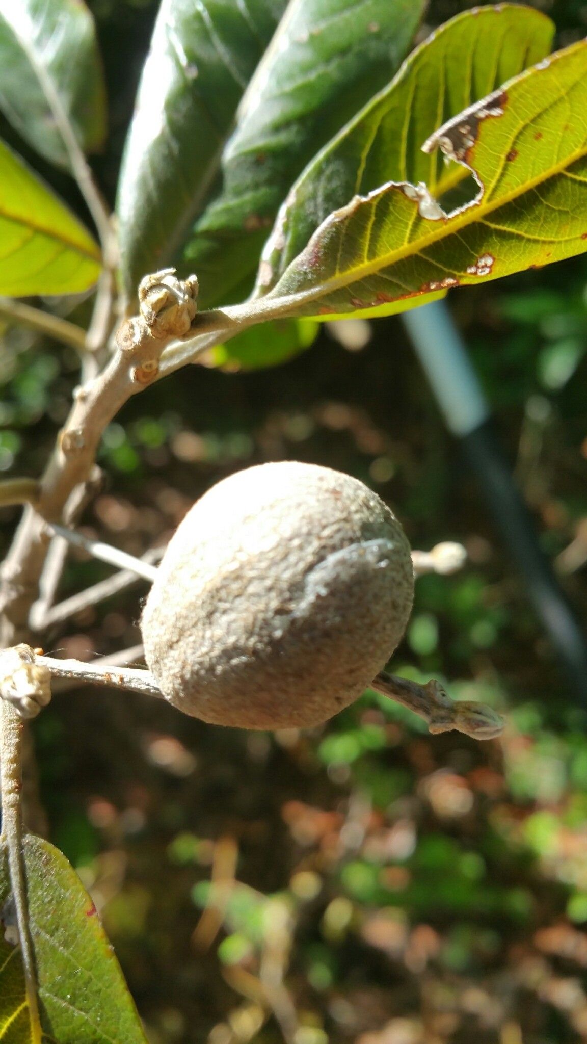 Terminalia crenata fruit