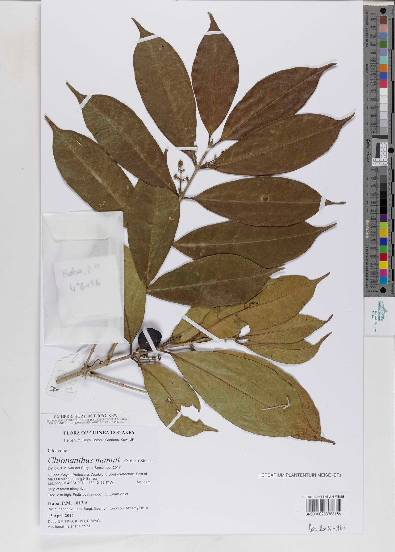 Noronhia mannii — search result for 'Noronhia'