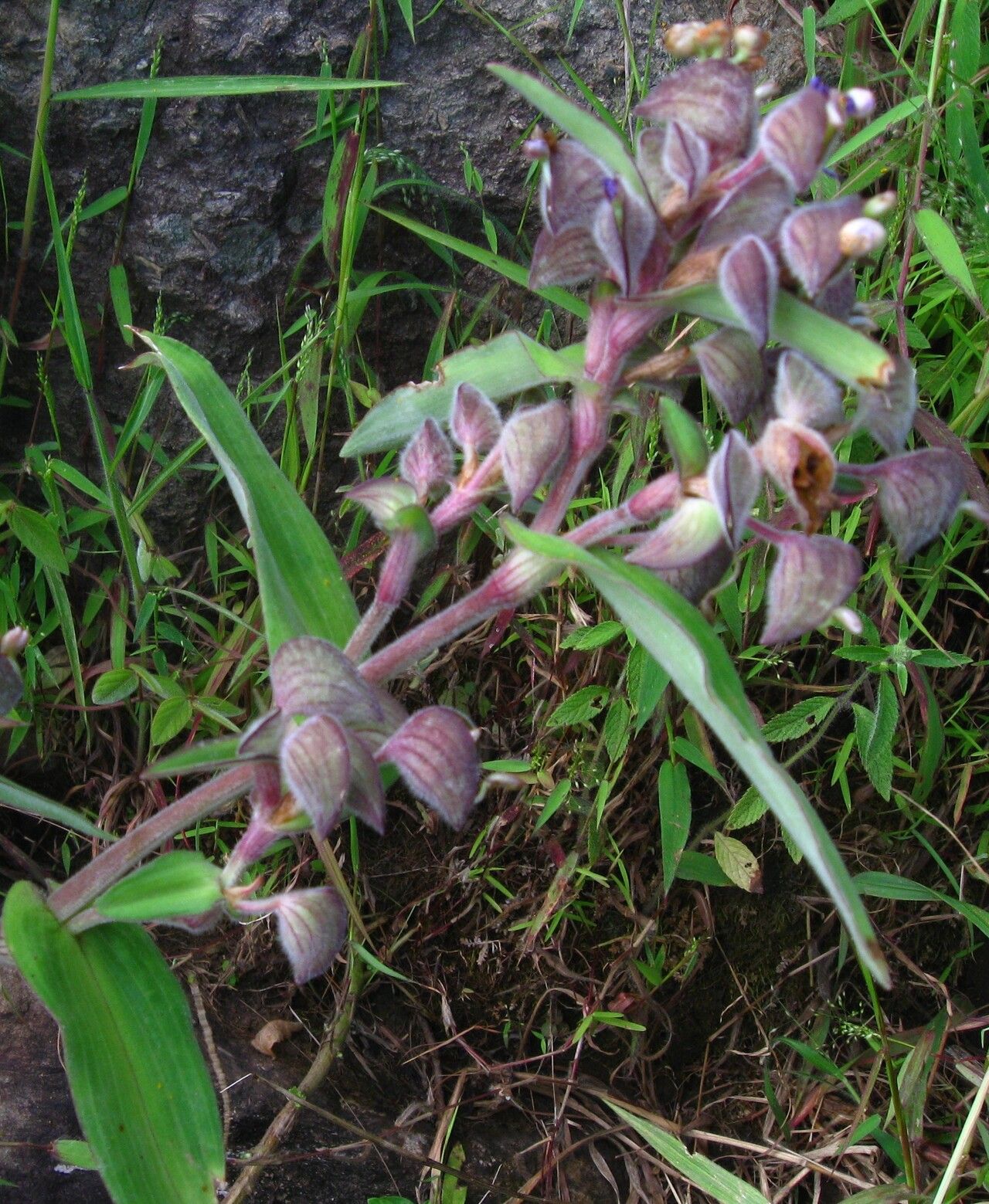 Commelina velutina habit