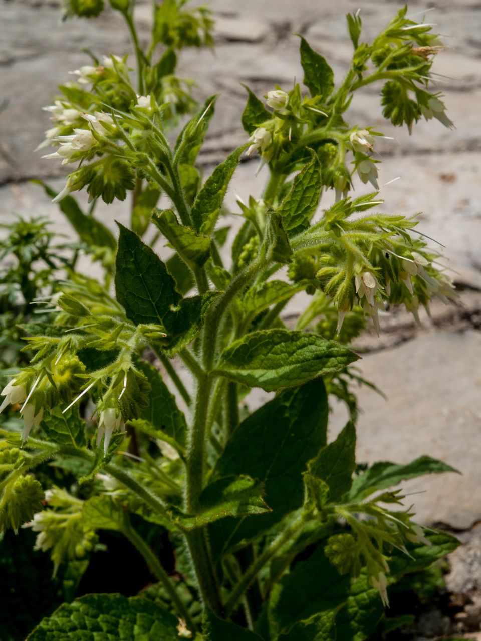 Symphytum ottomanum — search result for 'Symphytum'