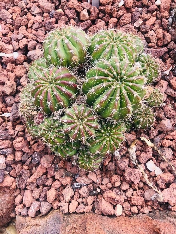 Echinopsis hammerschmidii — search result for 'Echinopsis'