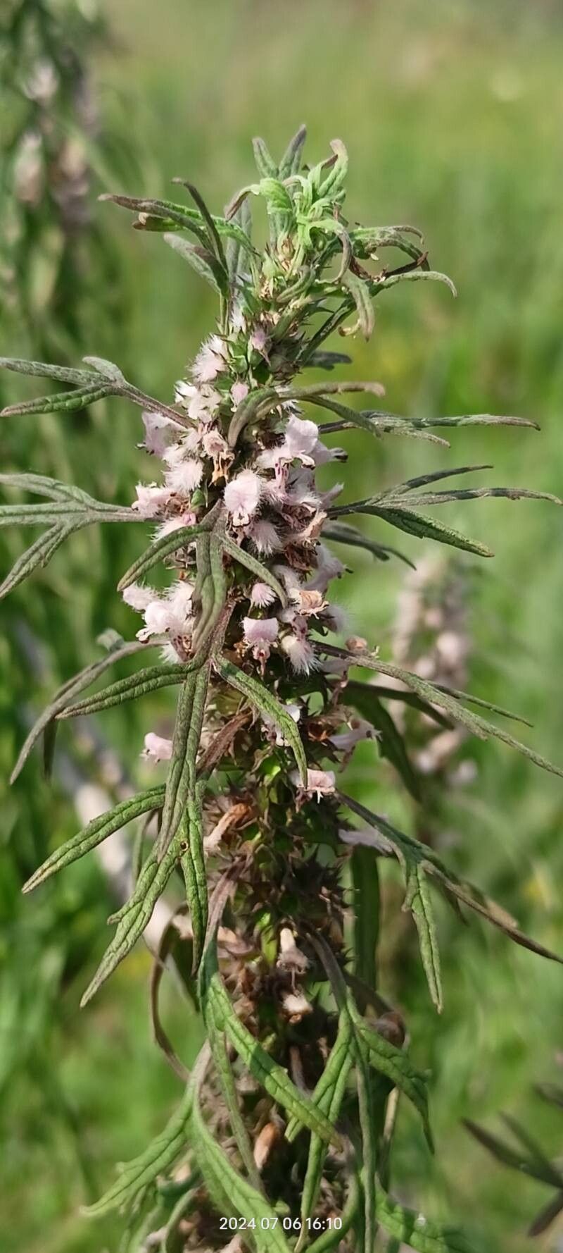 Leonurus glaucescens flower