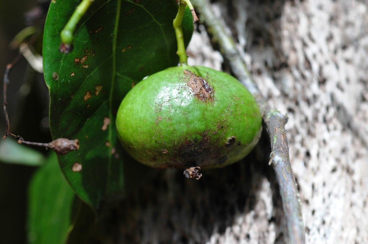 Cryptocarya mackeei fruit
