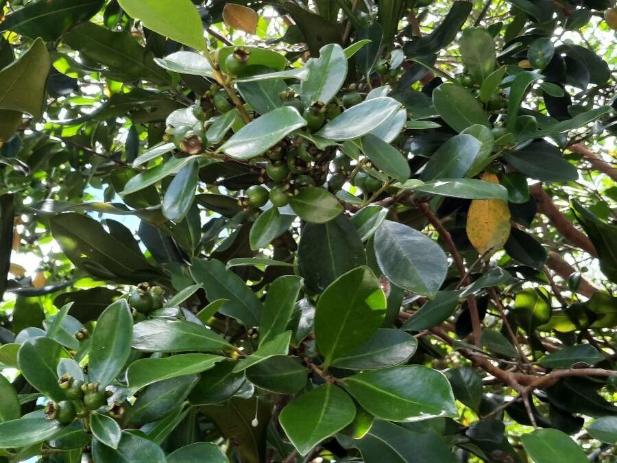 Psidium cattleianum leaf