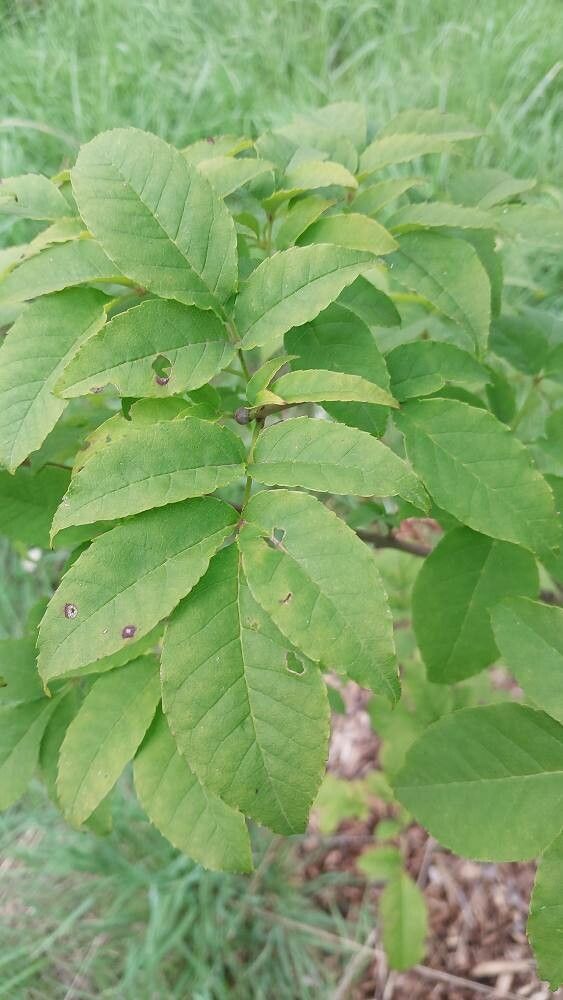 Fraxinus lanuginosa leaf