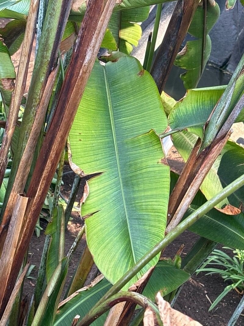 Heliconia griggsiana — search result for 'Heliconia'